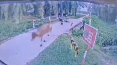 牛儿一脚踹飞摩托车 马国骑士坠桥伤重不治